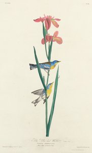 Paruline à dos jaune-bleu