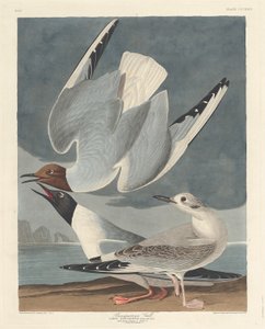 Mouette de Bonaparte