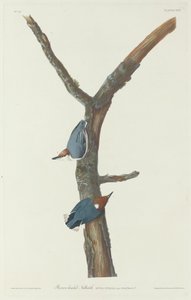 Sittelle à tête brune, 1831