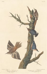 Grimpereau brun et sittelle californienne, 1838