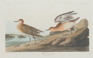 Bécasseau roussâtre, 1835