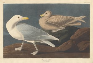 Goéland bourgmestre, 1837 - Robert Havell
