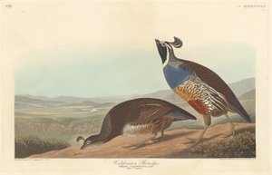 Perdrix californienne - Robert Havell