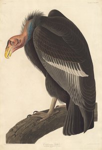 Vautour californien, 1838 - Robert Havell