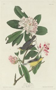 Paruline du Canada, 1831 - Robert Havell