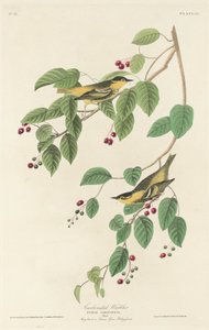 Fauvette carbonisée