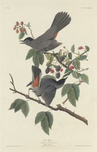 Oiseau-chat