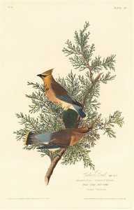 Oiseau de cèdre, 1828