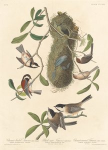 Mésange à dos marron, Mésange à tête noire et Mésange à couronne marron