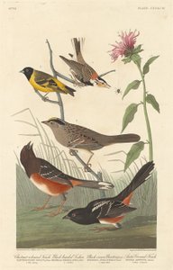 Pinson couleur châtaigne, tarin à tête noire, bruant à couronne noire et pinson arctique - Robert Havell