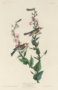 Paruline à flancs marron, 1829