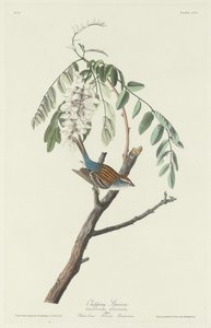 Bruant familier - Robert Havell