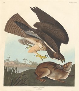 Buse variable, 1837 - Robert Havell