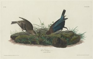 Vacher à tête brune, 1830 - Robert Havell