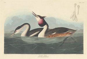 Grèbe huppé, 1836