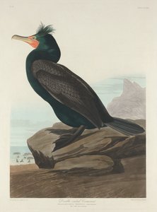 Cormoran à aigrettes, 1835 - Robert Havell