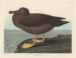 Albatros sombre, 1838 - Robert Havell