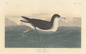 Pétrel sombre, 1836 - Robert Havell