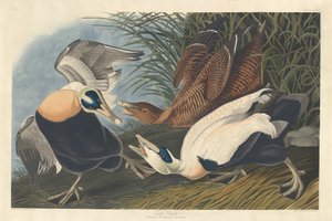 Eider - Robert Havell