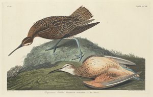 Courlis esquimau, 1834 - Robert Havell