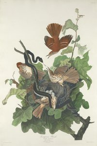 Grive ferrugineuse, 1831 - Robert Havell