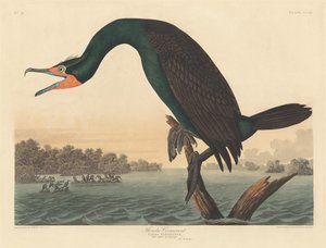Cormoran de Floride - Robert Havell