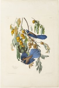 Geai de Floride - Robert Havell