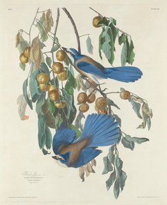 Geais de Floride, 1830 - Robert Havell