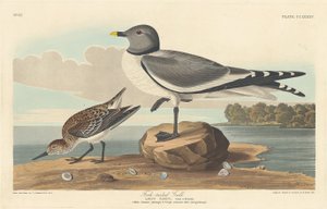 Mouette à queue fourchue - Robert Havell