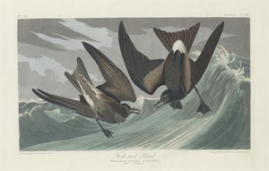Pétrel à queue fourchue - Robert Havell