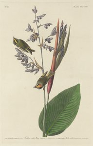 Roitelet huppé, 1833 - Robert Havell