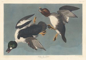 Canard à œil d