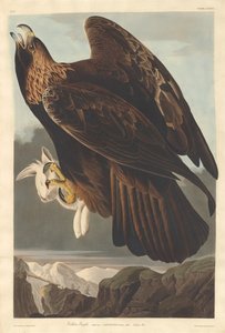 Aigle royal, 1833 - Robert Havell