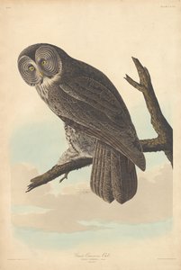 Grand Hibou Cendré, 1837 - Robert Havell