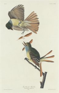 Tyran huppé, 1832 - Robert Havell