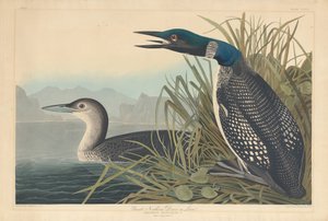 Plongeon imbrin ou huard