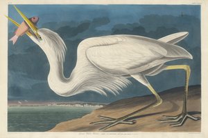 Grand Héron Blanc, 1835