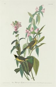 Moucherolle à tête noire, 1831