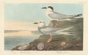 Sterne de Havell et Sterne de Trudeau, 1838 - Robert Havell