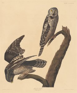 Chouette épervière - Robert Havell