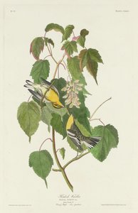 Paruline à gorge noire, 1832