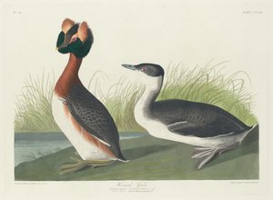 Grèbe cornu