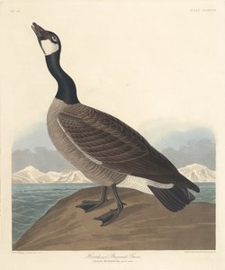 La Bernache de Hutchin, 1835 - Robert Havell