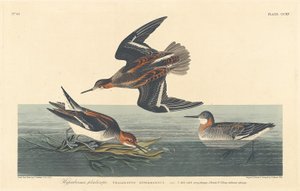 Phalarope hyperboréen, 1834