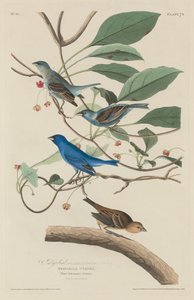 Oiseau indigo, 1829