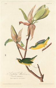 Paruline du Kentucky, 1828