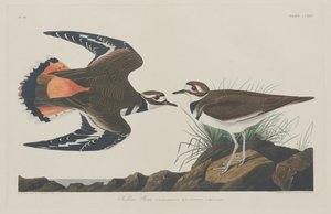 Pluvier kildir - Robert Havell