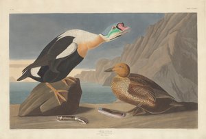 Canard roi, 1835