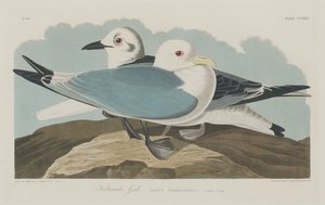Mouette Tridactyle