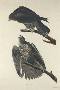 Faucon du Labrador - Robert Havell